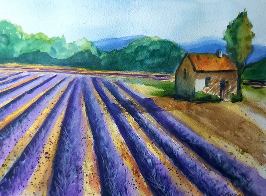 Fields of Lavender